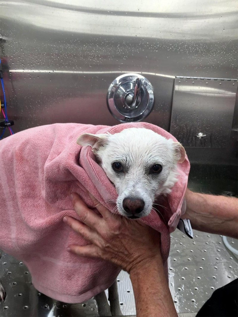 Mobile Dog Groomer Pet Grooming Mobile Dog Spa Tyler Texas